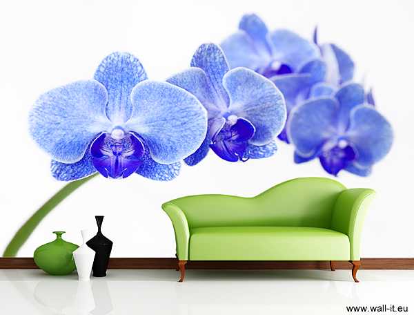 Fototapeta niebieska orchidea